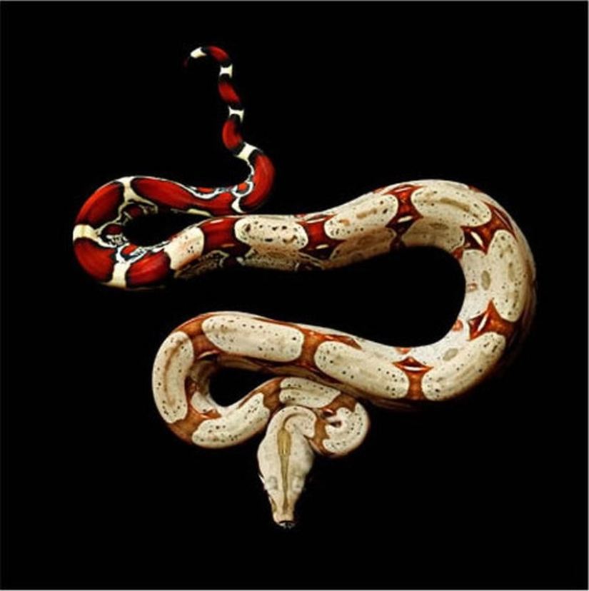 The incredible beauty of venomous snakes in Mark Light's photo project
