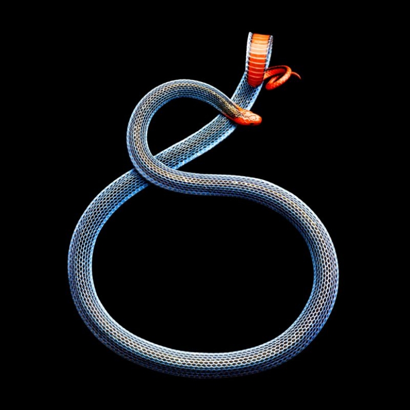 The incredible beauty of venomous snakes in Mark Light's photo project