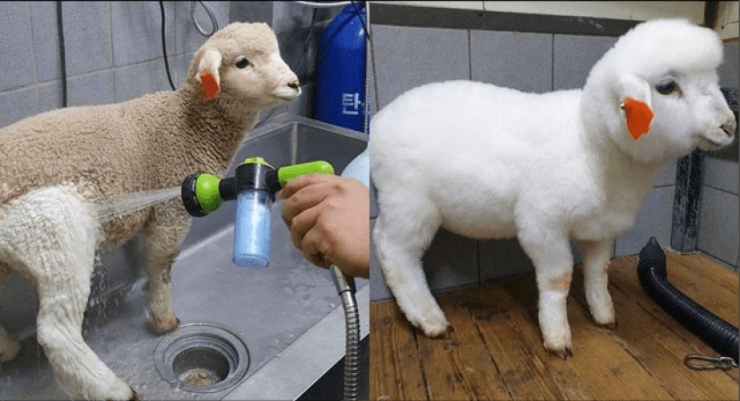 The incredible power of cleanliness: 20 things that became as new after cleaning The incredible power of cleanliness: 20 things that became as new after cleaning