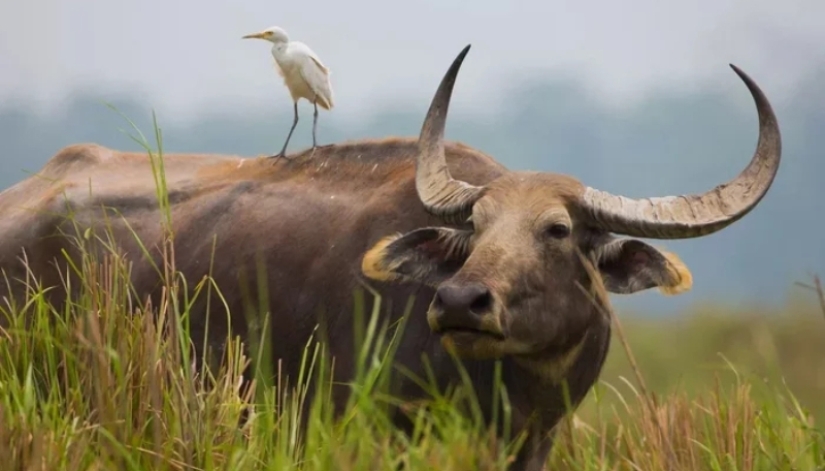 The Indian water buffalo is a herbivorous giant that even the tiger avoids The Indian water buffalo is a herbivorous giant that even the tiger avoids