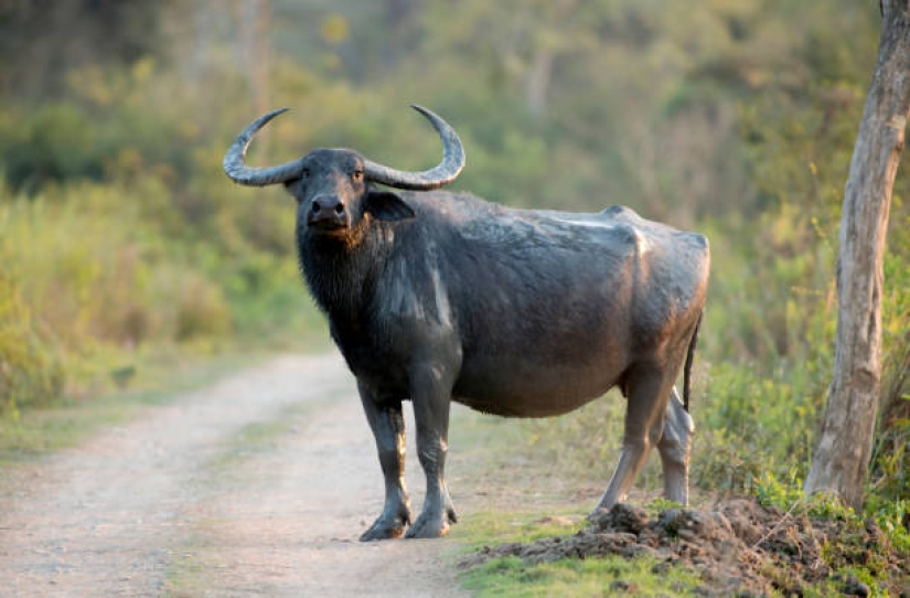 The Indian water buffalo is a herbivorous giant that even the tiger avoids The Indian water buffalo is a herbivorous giant that even the tiger avoids