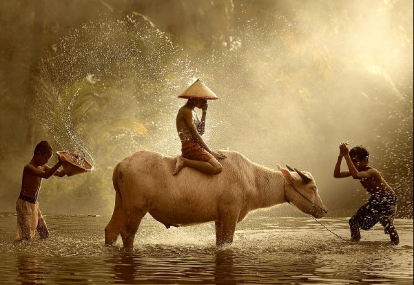 The Indian water buffalo is a herbivorous giant that even the tiger avoids The Indian water buffalo is a herbivorous giant that even the tiger avoids