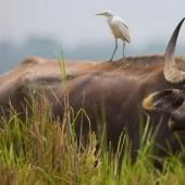 The Indian water buffalo is a herbivorous giant that even the tiger avoids The Indian water buffalo is a herbivorous giant that even the tiger avoids