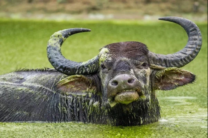 The Indian water buffalo is a herbivorous giant that even the tiger avoids The Indian water buffalo is a herbivorous giant that even the tiger avoids