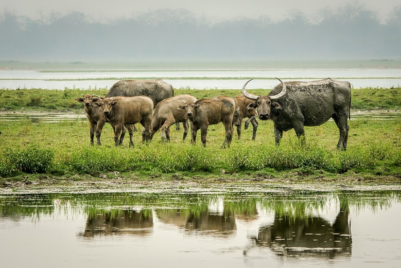 The Indian water buffalo is a herbivorous giant that even the tiger avoids The Indian water buffalo is a herbivorous giant that even the tiger avoids
