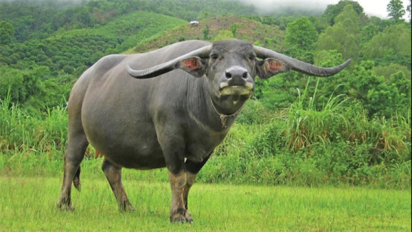 The Indian water buffalo is a herbivorous giant that even the tiger avoids The Indian water buffalo is a herbivorous giant that even the tiger avoids