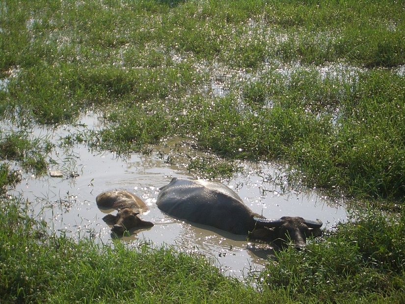 The Indian water buffalo is a herbivorous giant that even the tiger avoids The Indian water buffalo is a herbivorous giant that even the tiger avoids