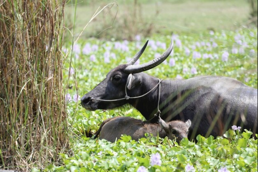 The Indian water buffalo is a herbivorous giant that even the tiger avoids The Indian water buffalo is a herbivorous giant that even the tiger avoids