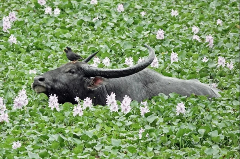 The Indian water buffalo is a herbivorous giant that even the tiger avoids The Indian water buffalo is a herbivorous giant that even the tiger avoids