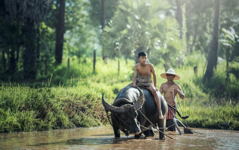 The Indian water buffalo is a herbivorous giant that even the tiger avoids The Indian water buffalo is a herbivorous giant that even the tiger avoids
