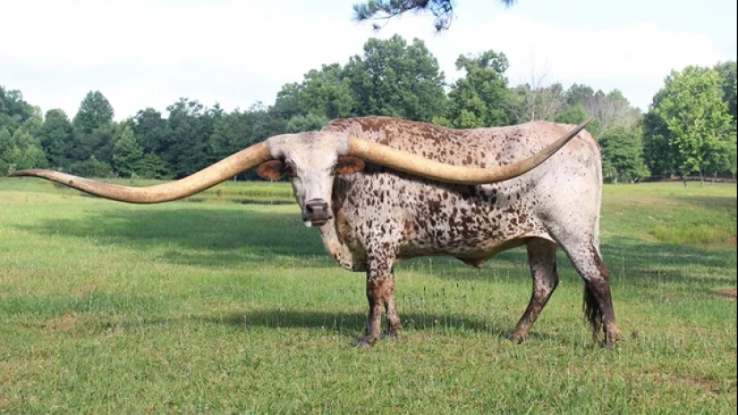 The Indian water buffalo is a herbivorous giant that even the tiger avoids The Indian water buffalo is a herbivorous giant that even the tiger avoids