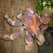 The largest representative of arthropods is the coconut crab or palm thief.