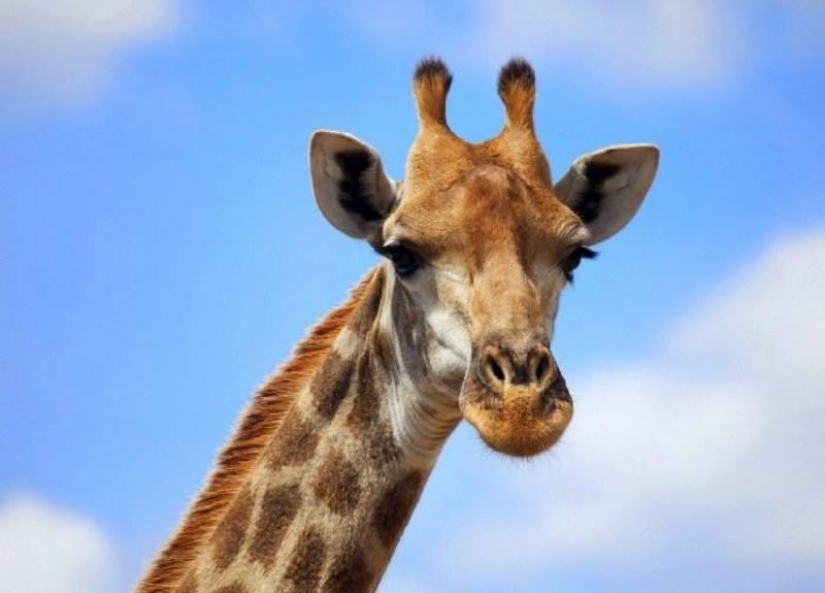 The life of a giraffe is a daily hell and all because of the long neck