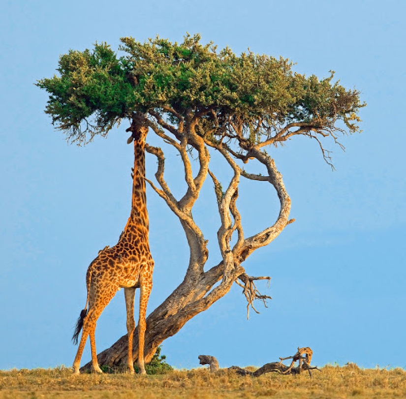 The life of a giraffe is a daily hell and all because of the long neck