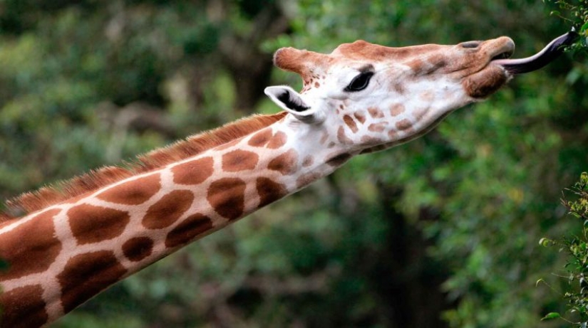 The life of a giraffe is a daily hell and all because of the long neck