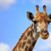 The life of a giraffe is a daily hell and all because of the long neck The life of a giraffe is a daily hell and all because of the long neck