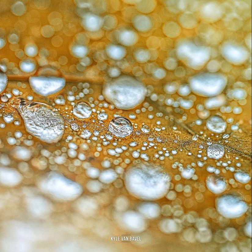 The magic of macrophotography: beautiful flowers and insects in the lens Kyle van Bavel