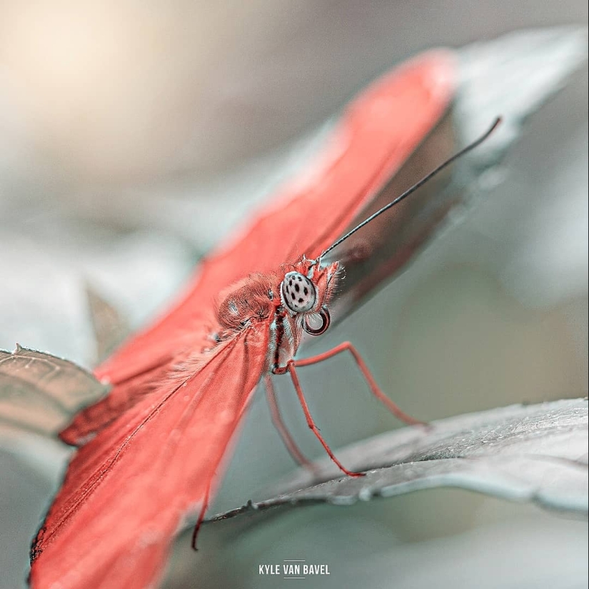 The magic of macrophotography: beautiful flowers and insects in the lens Kyle van Bavel