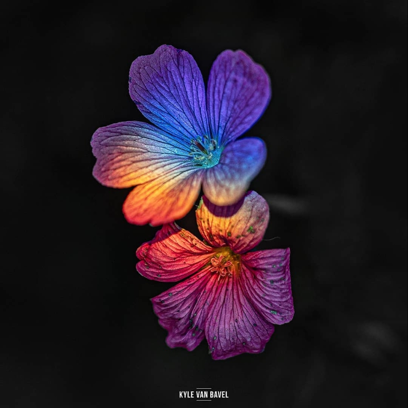 The magic of macrophotography: beautiful flowers and insects in the lens Kyle van Bavel