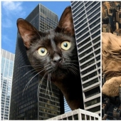 The master of Photoshop has shown what the world will be like if it is captured by cats The master of Photoshop has shown what the world will be like if it is captured by cats