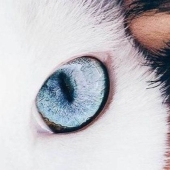 The mirror of the soul: what can you tell us about the human eye The mirror of the soul: what can you tell us about the human eye
