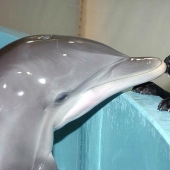 The most amazing facts about dolphins The most amazing facts about dolphins