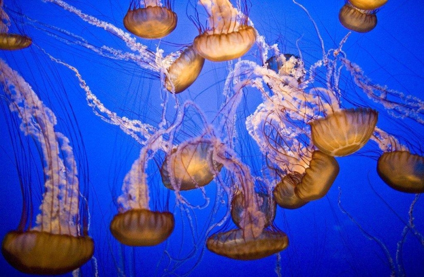 The most beautiful and colorful jellyfish
