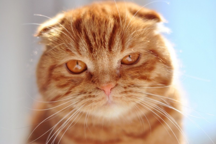 The most beautiful cat breeds The most beautiful cat breeds