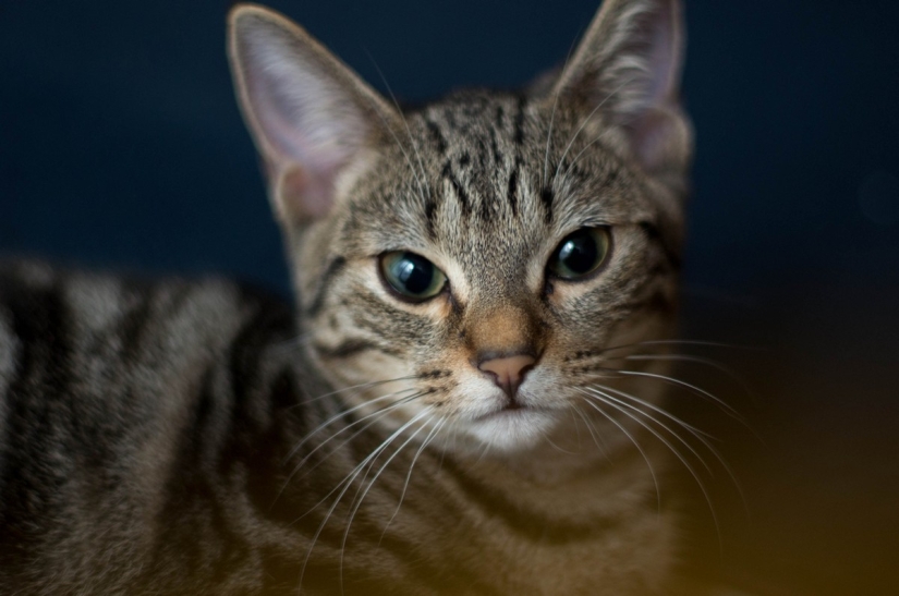 The most beautiful cat breeds The most beautiful cat breeds