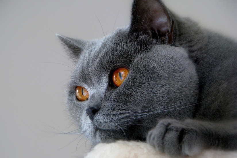The most beautiful cat breeds The most beautiful cat breeds