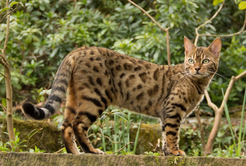 The most beautiful cat breeds The most beautiful cat breeds