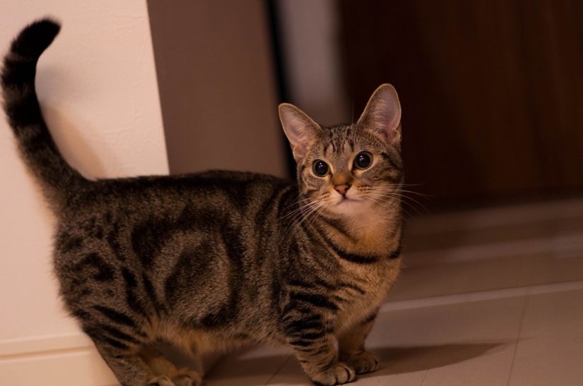 The most beautiful cat breeds The most beautiful cat breeds