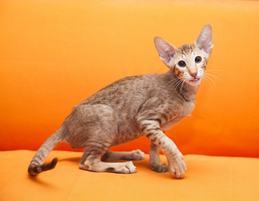 The most beautiful cat breeds The most beautiful cat breeds