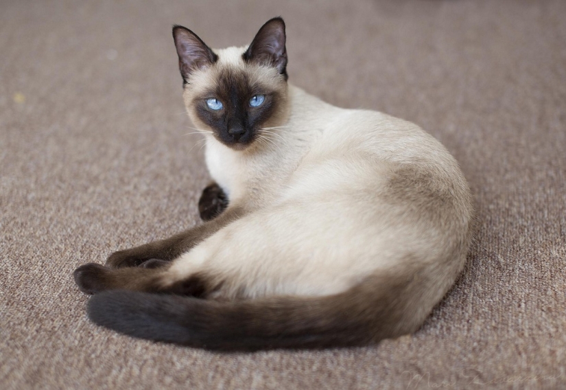 The most beautiful cat breeds The most beautiful cat breeds