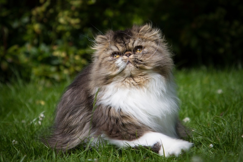 The most beautiful cat breeds The most beautiful cat breeds
