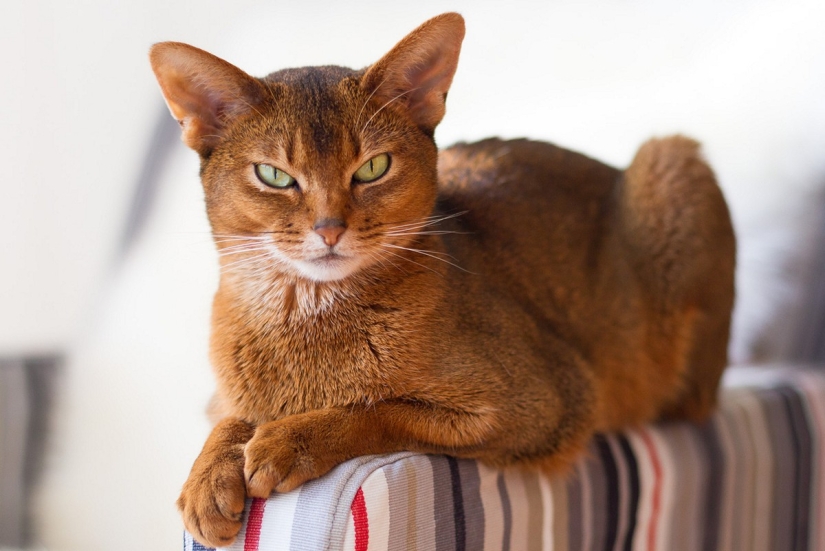 The most beautiful cat breeds The most beautiful cat breeds
