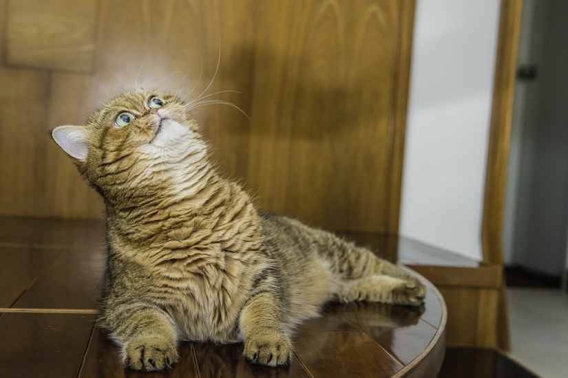 The most beautiful cat breeds The most beautiful cat breeds