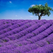 The most beautiful flower plantations and parks in the world The most beautiful flower plantations and parks in the world