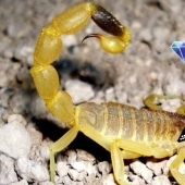The most expensive liquid in the world is scorpion venom for 760 million rubles The most expensive liquid in the world is scorpion venom for 760 million rubles