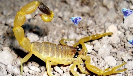 The most expensive liquid in the world is scorpion venom for 760 million rubles