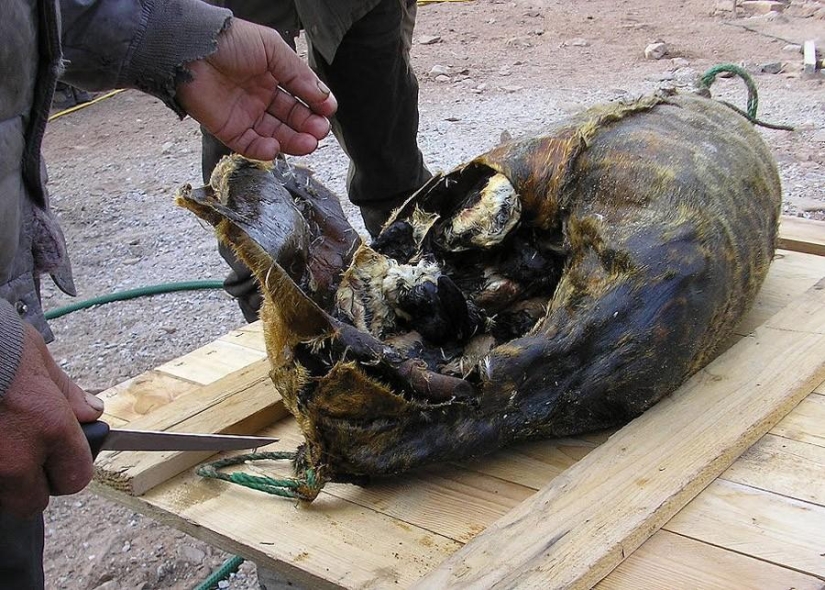 The most terrible dishes The most terrible dishes