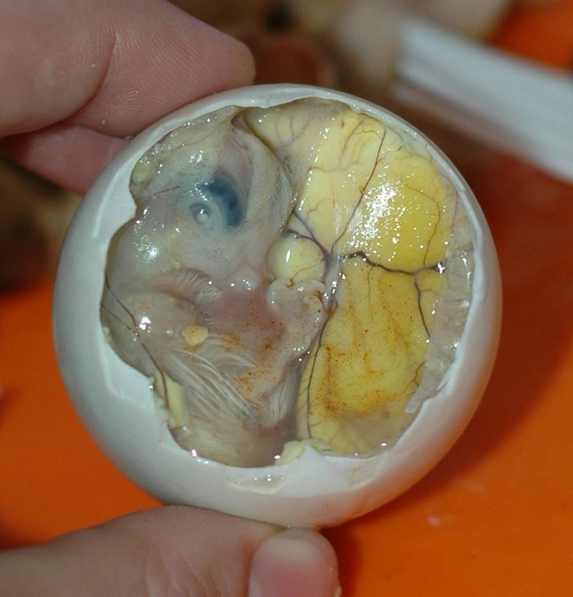 The most terrible dishes The most terrible dishes