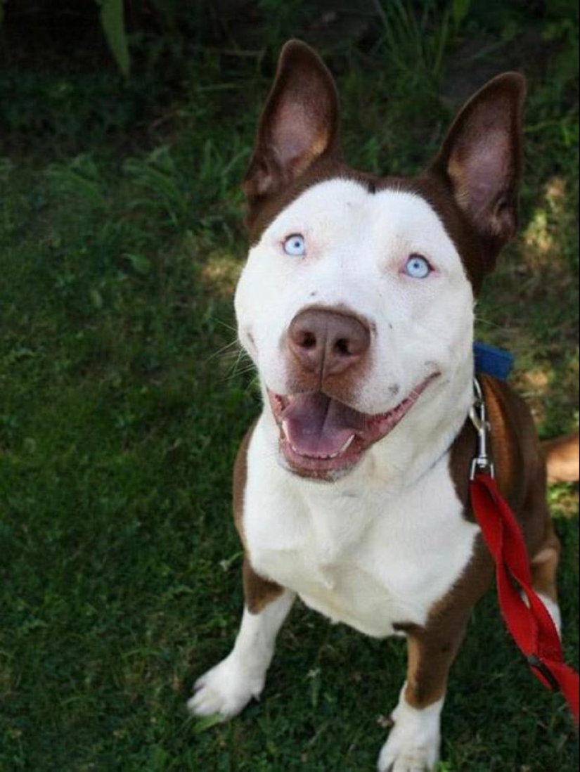 The most unusual dog breeds The most unusual dog breeds