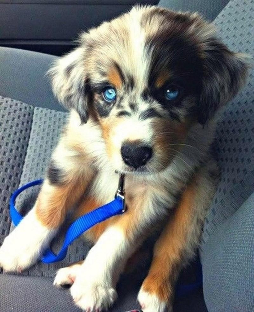 The most unusual dog breeds The most unusual dog breeds