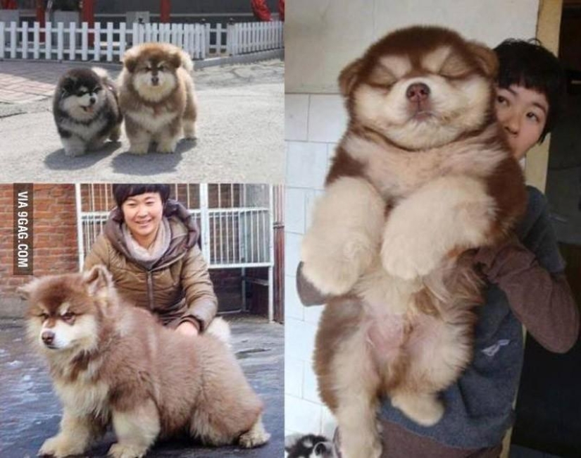 The most unusual dog breeds The most unusual dog breeds