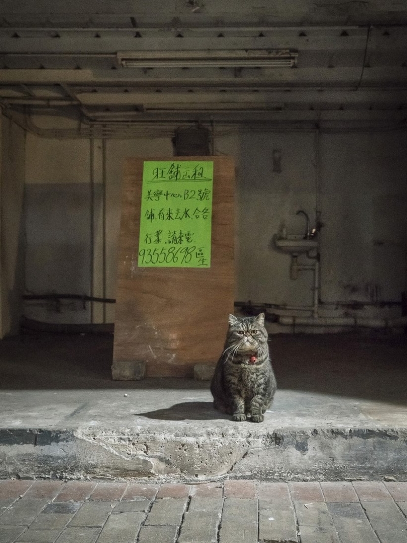 The Mustachioed Guard: The secret life of cats in Hong Kong stores The Mustachioed Guard: The secret life of cats in Hong Kong stores