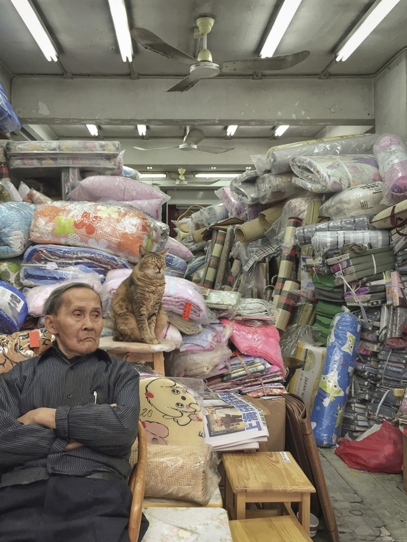 The Mustachioed Guard: The secret life of cats in Hong Kong stores The Mustachioed Guard: The secret life of cats in Hong Kong stores