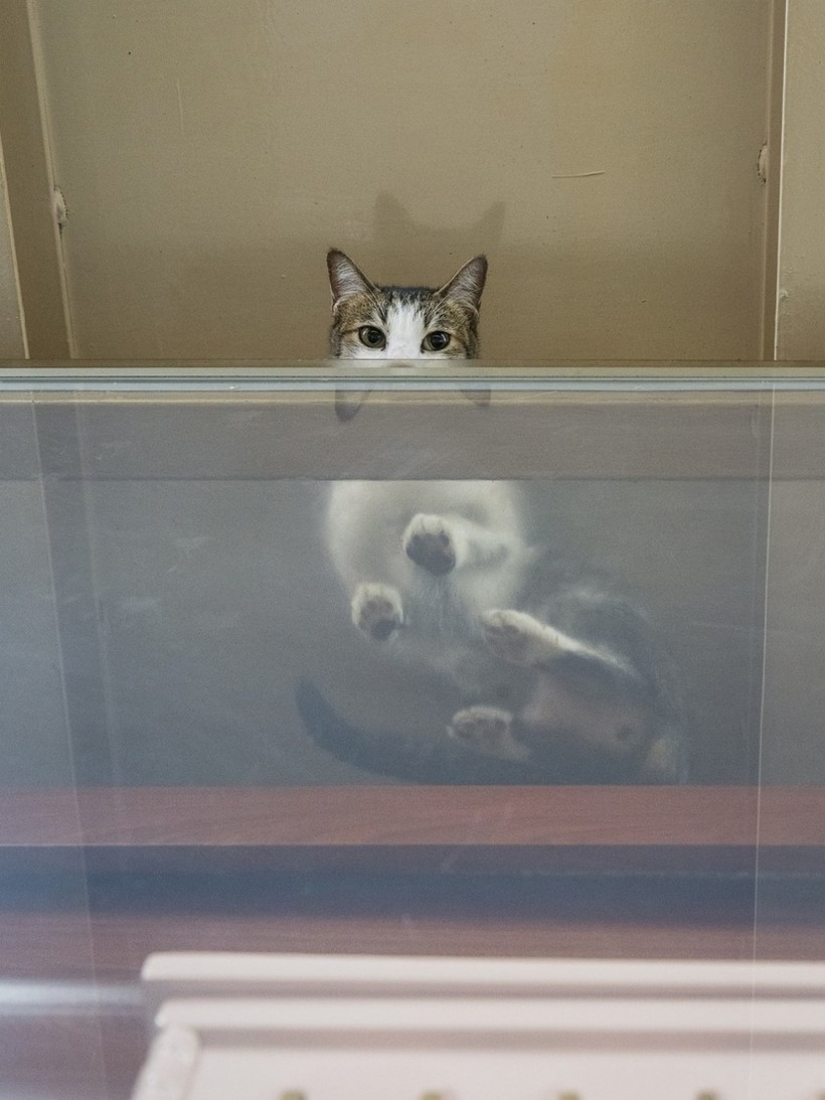 The Mustachioed Guard: The secret life of cats in Hong Kong stores The Mustachioed Guard: The secret life of cats in Hong Kong stores