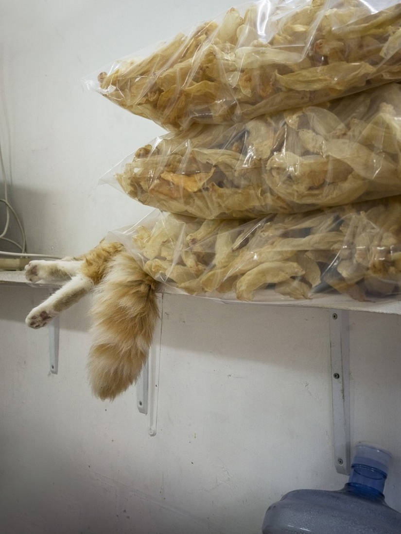 The Mustachioed Guard: The secret life of cats in Hong Kong stores The Mustachioed Guard: The secret life of cats in Hong Kong stores