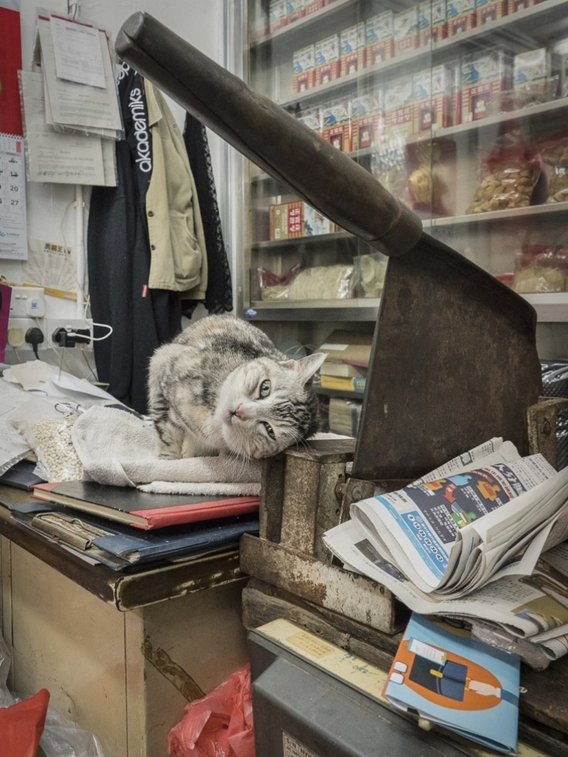The Mustachioed Guard: The secret life of cats in Hong Kong stores The Mustachioed Guard: The secret life of cats in Hong Kong stores